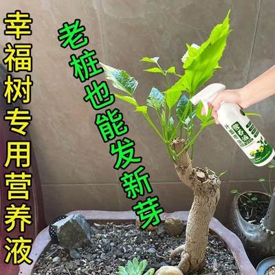 幸福树专用营养液老桩快速发新芽幸福树专用肥幸福树肥料专用肥