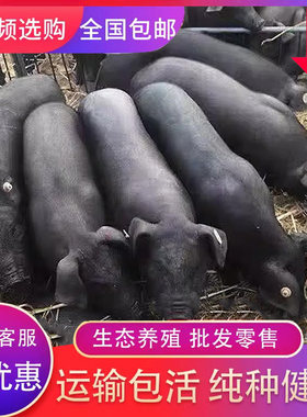 黑土猪正宗活黑猪苗小猪仔苏太猪