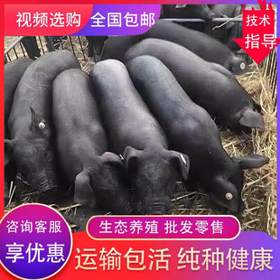 原种苏太黑猪活猪小猪崽活苗太湖母猪长白大白二元母土猪仔黑金刚
