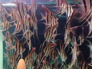 25年南美进口定水阿塔巴布 圣菲利佩进口埃及神仙鱼热带观赏鱼