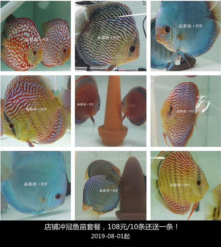 品彩坊专业鱼场七彩神仙鱼鱼苗野彩F1套餐热带鱼包活包邮鱼场直销