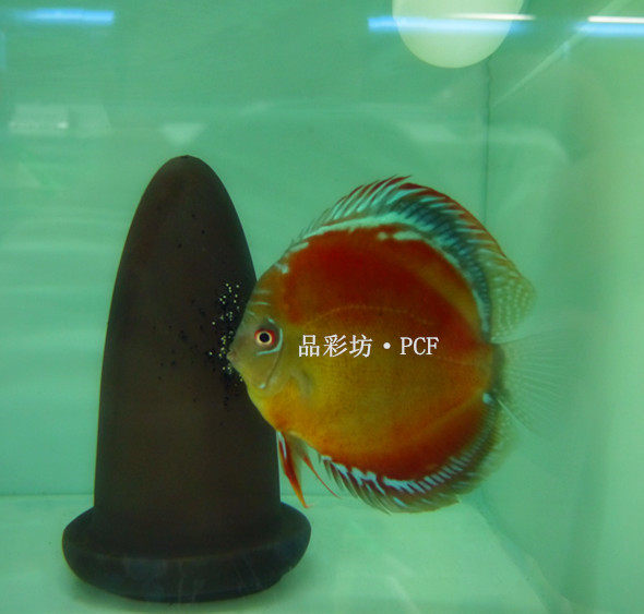 品彩坊野彩F1-红卡(伊萨红)野生七彩神仙鱼苗热带鱼观赏鱼苗