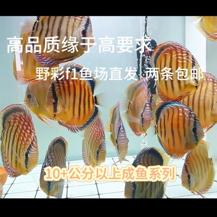 品彩坊高品质七彩神仙鱼野彩F1系列10+厘米以上鱼场直销顺丰包邮