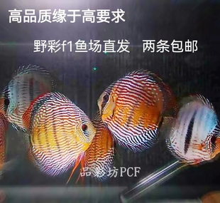 品彩坊高品质野彩依娜努库瑞皮亚曼高F1马来一栋七彩神仙鱼苗包邮