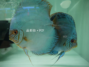 品彩坊老虎狗七彩神仙鱼苗 渔场直销 热带鱼观赏鱼信誉保证