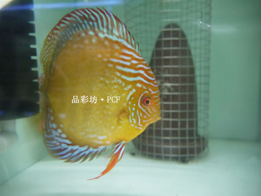 品彩坊野彩F1-库睿皮亚野彩鱼苗鱼场直销观赏鱼高品质热带鱼包活