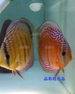 品彩坊七彩鱼场曼高带栋野彩F1精品七彩神仙鱼苗纯正血统热带观赏