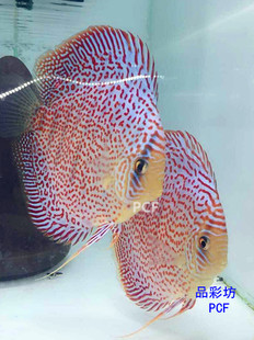 品彩坊 豹点七彩神仙鱼 鱼苗 渔场直销 热带鱼观赏鱼信誉保证