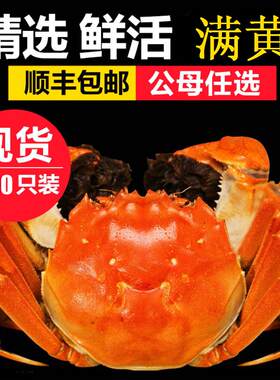 现货10只特大全母鲜活兴化红膏大闸蟹螃蟹3.5-4两礼盒发新疆 西藏