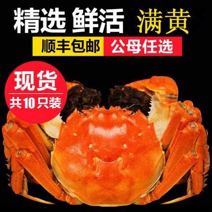 现货10只特大全母鲜活兴化红膏大闸蟹螃蟹3.5-4两礼盒发新疆 西藏