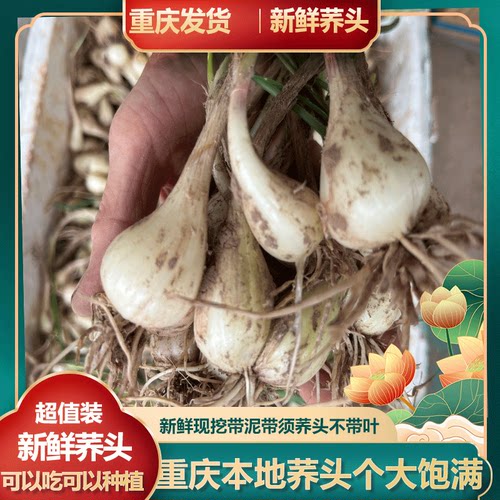 新鲜荞头蔬菜新鲜农村露天蔬菜