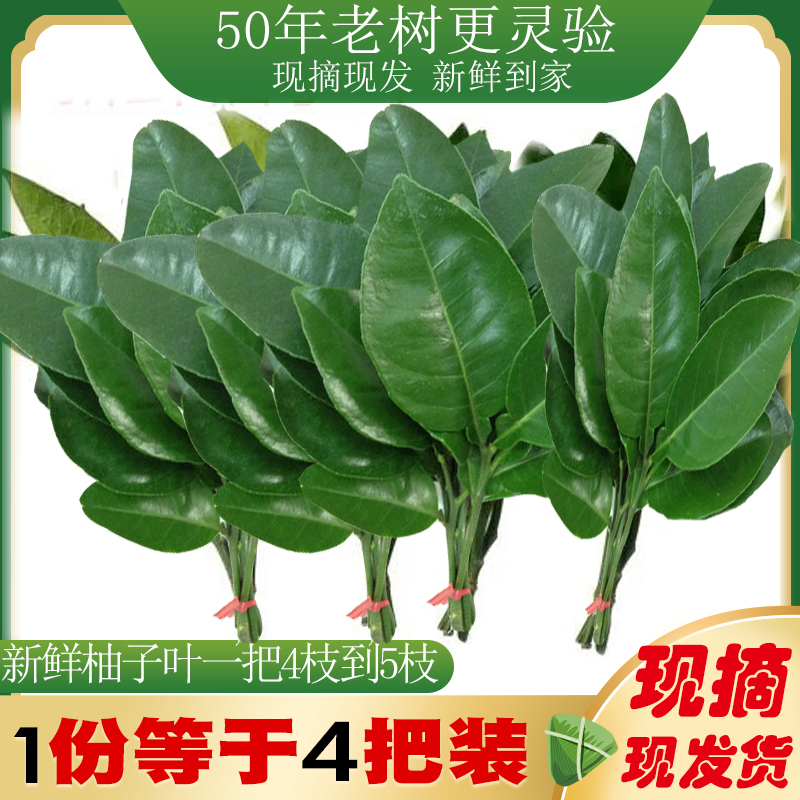 重庆新鲜柚子叶现摘叶儿粑叶子祈福沐浴柚叶50年老树带枝2件包邮