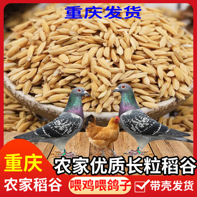 农家自产稻谷水稻谷子喂鸡鸭鹅鸽子鸟当季等宠物饲料带壳原料包邮