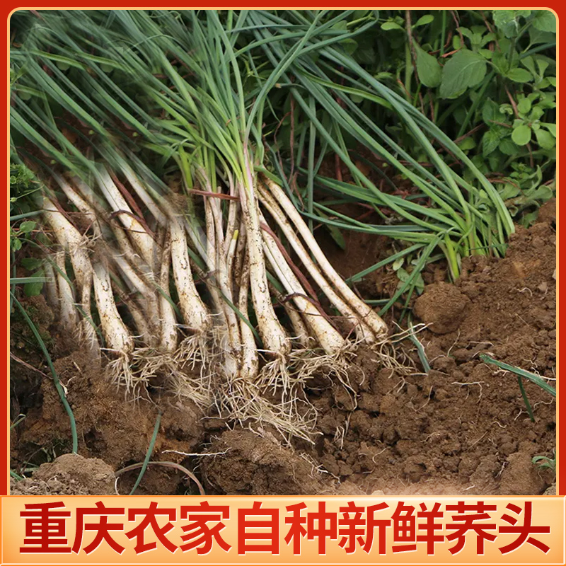 新鲜带泥发货可以种可以吃