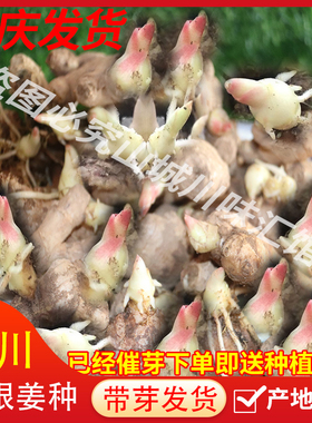 四川竹根姜种新鲜嫩姜种仔姜种红芽姜种重庆和林菜姜种带芽送资料
