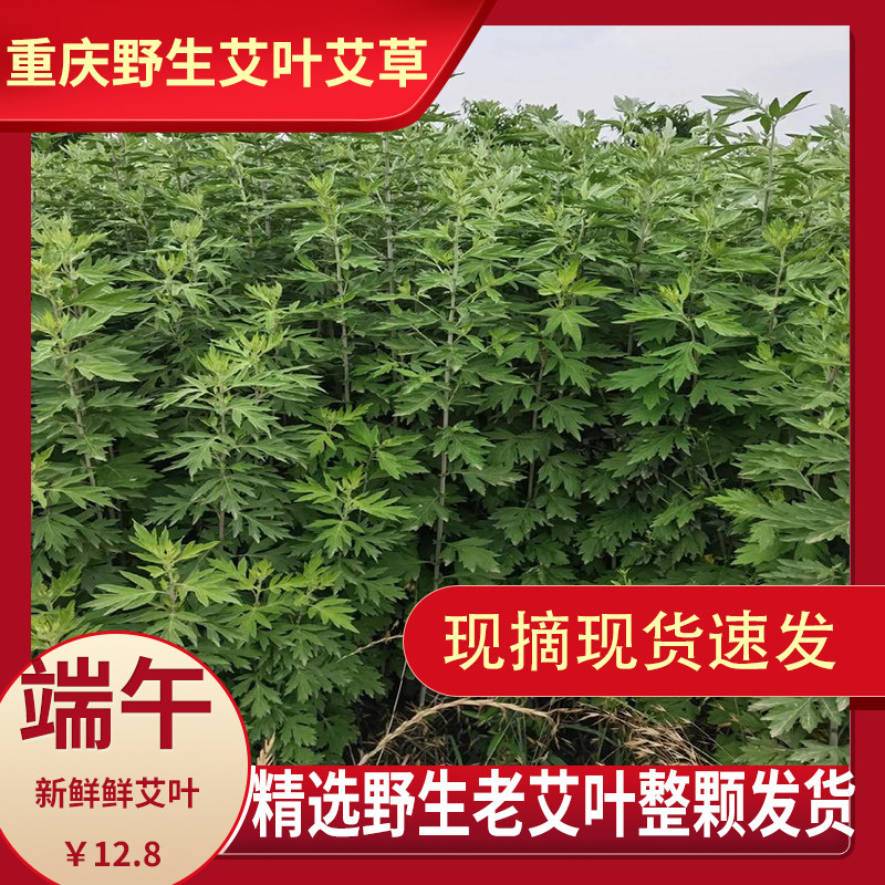 重庆新鲜野生艾叶艾草泡脚月子洗头野生纯艾草端午节驱蚊整颗艾草