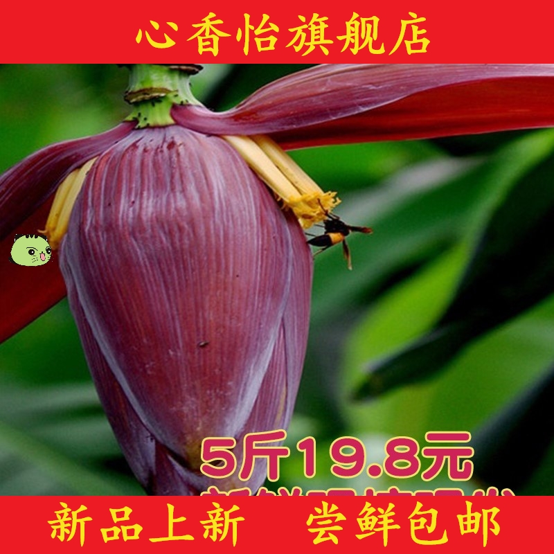 乡村芭蕉花包邮香蕉花采集大蕉花千然录色食材蕉蕾不打药功效与作用 价格 说明书 效果 多少钱 怎么样导街优惠券 乡村芭蕉花包邮香蕉花采集大蕉花千然录色食材蕉蕾不打药功效与作用 价格 说明书 效果 多少钱 怎么样导街优惠券