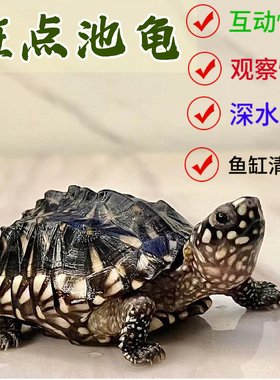 纯种斑点龟黑池龟斑点苗深水龟鱼缸观赏龟吃鱼粪龟活体小斑点龟