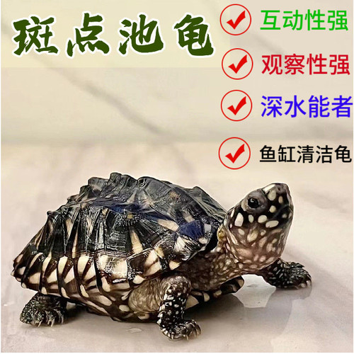 纯种斑点龟黑池龟斑点苗