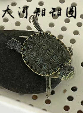 大河甜甜圈龟活泼活体宠物乌龟深水观赏小乌龟尼加拉瓜彩深水龟龟