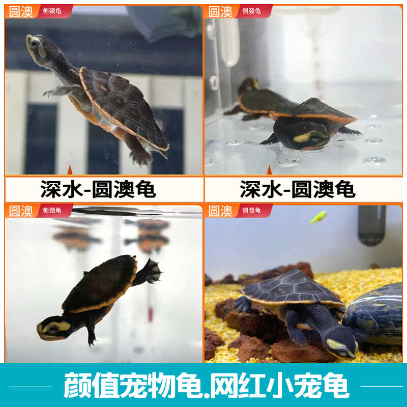 深水黄头观赏清洁鱼缸