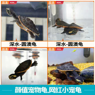 圆澳龟圆澳侧颈龟西非侧颈龟圆澳苗鱼缸深水龟小乌龟网红笑脸小龟