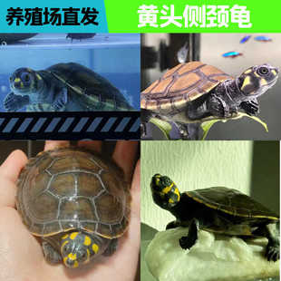 黄头侧颈龟忍者神龟深水鱼缸龟宠物龟吃鱼粪观赏清洁沼泽侧颈西非