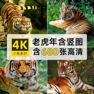 高清4K竖图片白孟加拉西伯利亚东北老虎年自媒体设计画壁纸PS素材