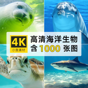 高清4K海洋动生物水母jpg鲸鲨儒艮章鱼海狮象豹龟濑ps设计元素材