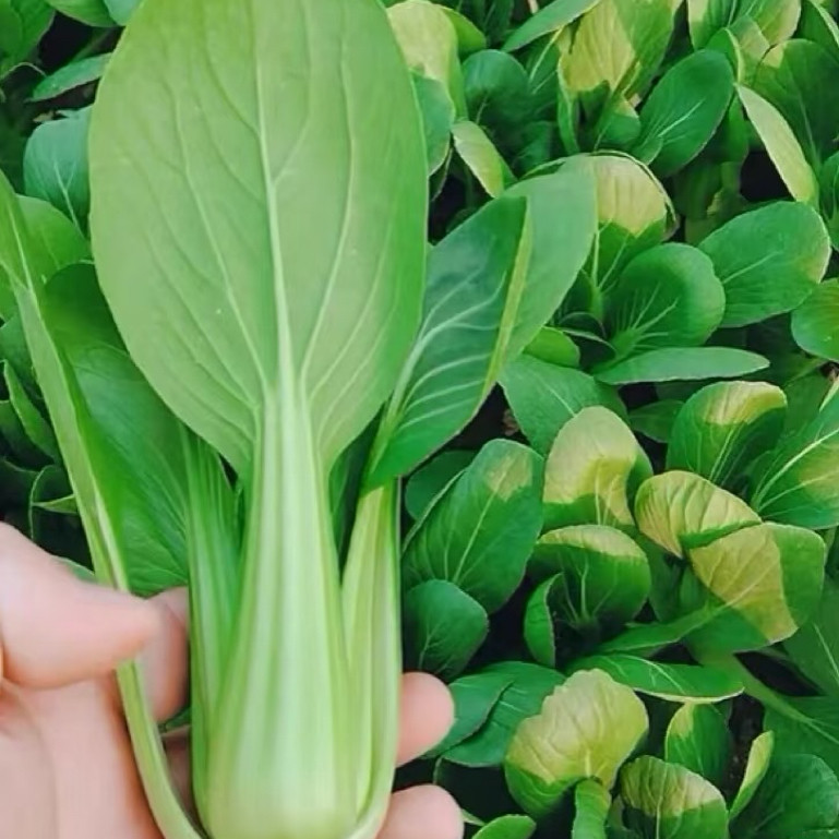 山东新鲜青菜农家自种蔬菜青菜露叶菜类