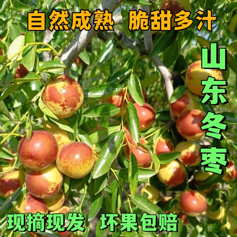 山东无棣冬枣新鲜当季沾化大枣冰糖脆甜特大5斤包邮孕妇水果包邮