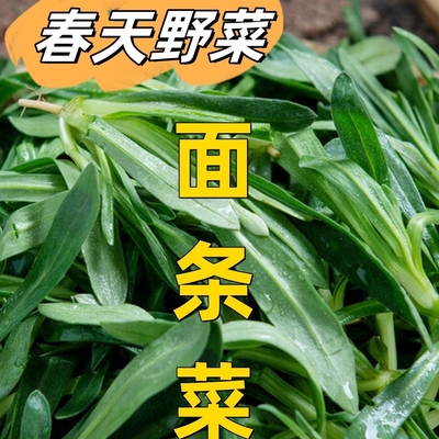 面条菜新鲜时令野生羊蹄颗山东农家当季特产柳叶菜蒸野菜现挖现发