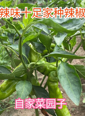 山东农家自种新鲜蔬菜青椒线椒尖椒泡泡辣椒螺丝椒露天辣椒现摘