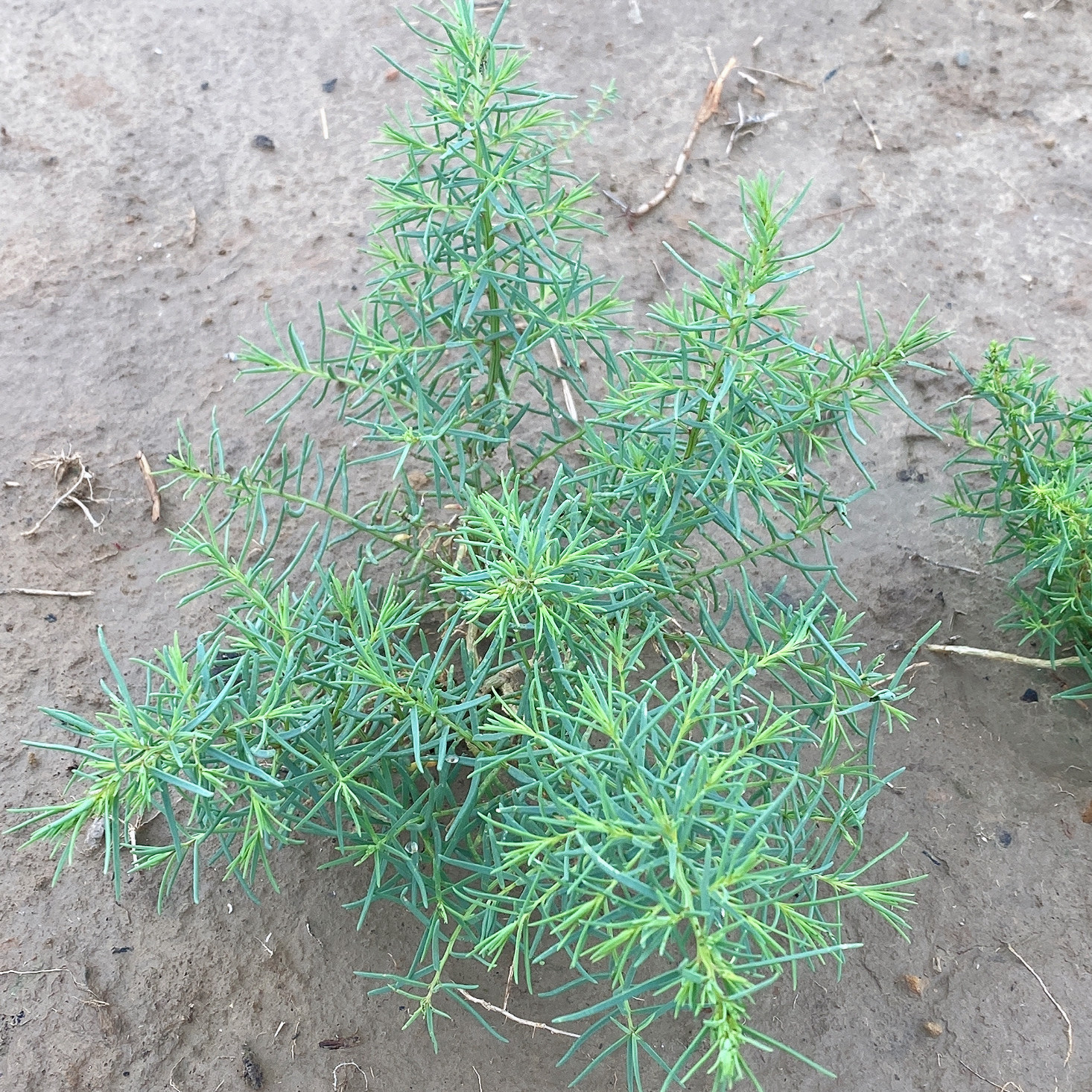 现挖山东野生黄须菜新鲜野菜盐地碱蓬菜海茎黄西皇席菜盐蒿菜包邮