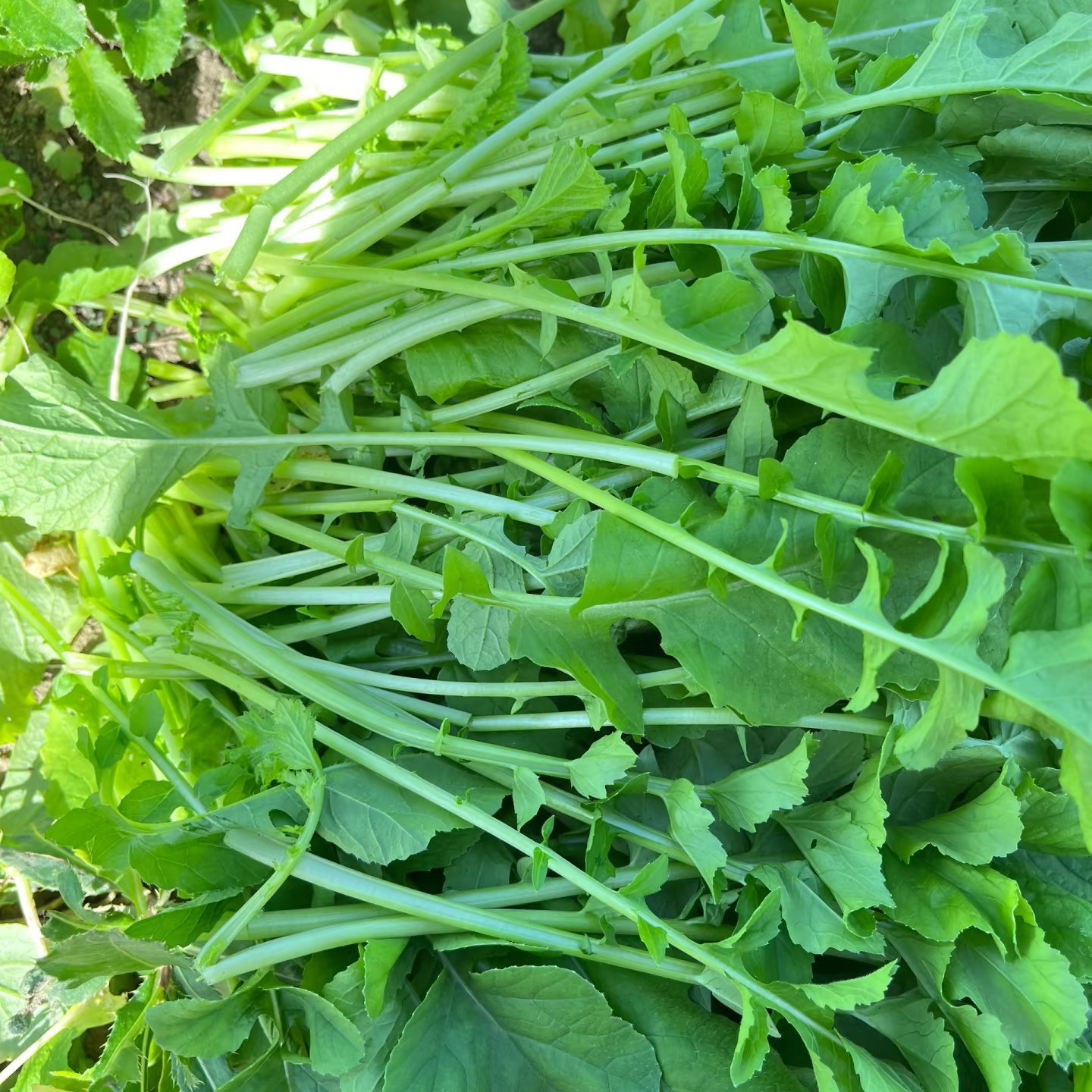 头茬新鲜萝卜樱子 萝卜菜叶子 带根白萝卜菜苗 新鲜蔬菜 不打药