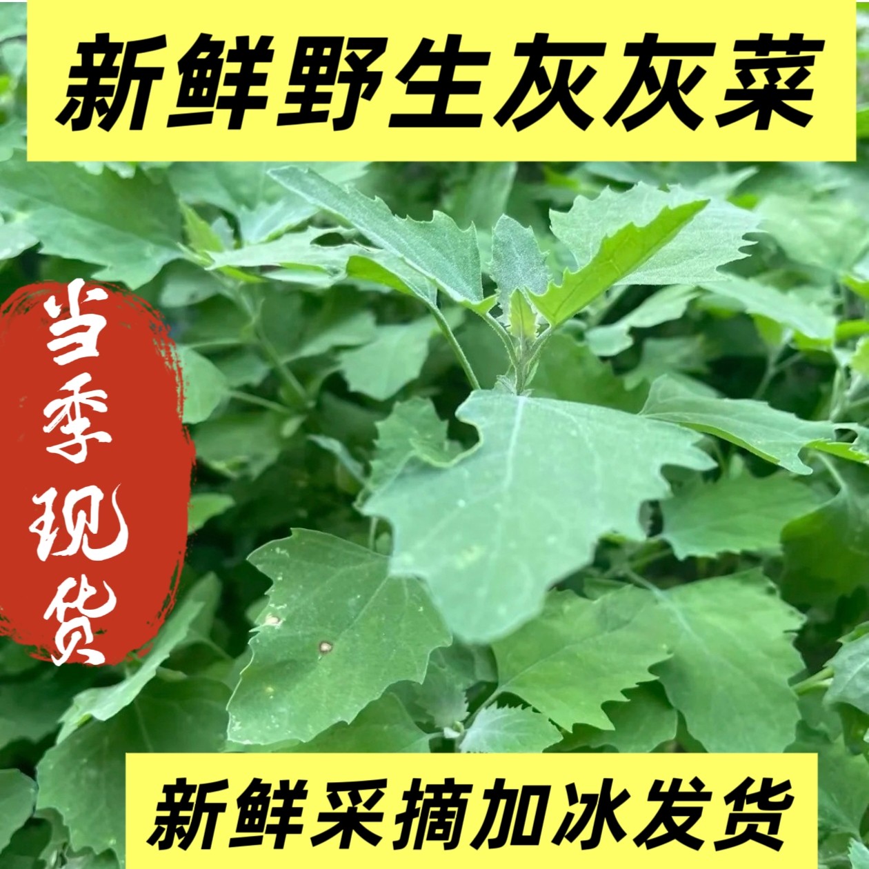 野生新鲜的灰灰菜农家菜包邮加冰发货现挖现发新鲜野菜
