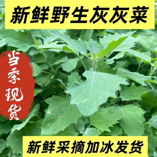 野生新鲜的灰灰菜农家菜包邮加冰发货现挖现发新鲜野菜