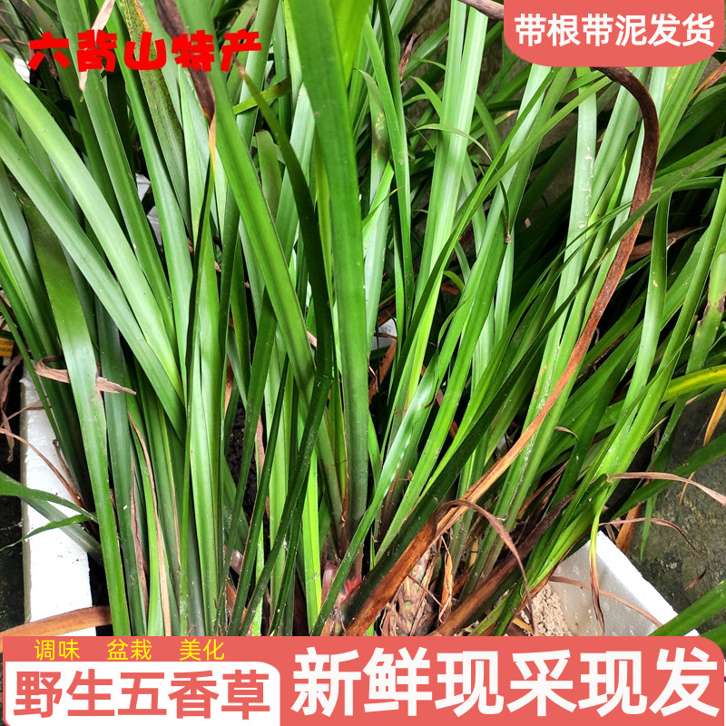 新鲜五香草野生贵州特产山奈叶茴香菖蒲带跟盆景牛肉火锅调料包邮