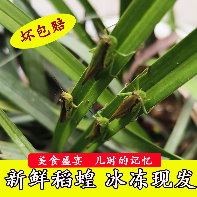 可食用昆虫贵州特产现捉新鲜稻蝗虫野生蚱蜢冰冻非活体蚱蜢1斤