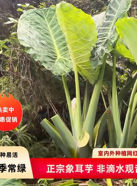 易养活象耳芋大象芋大宽叶犀牛水培芋头老桩大型绿植盆栽客厅土