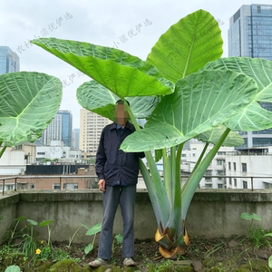 易养活大象芋老桩水培盆栽