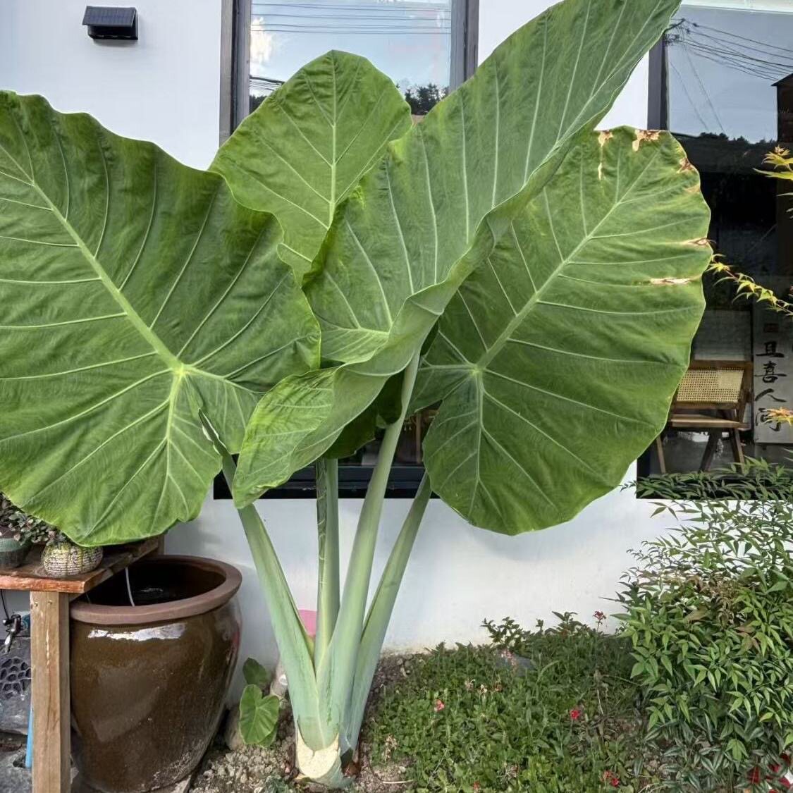 象耳芋净化空气大型花卉绿植室内室外盆栽地栽水培南北方适合栽种