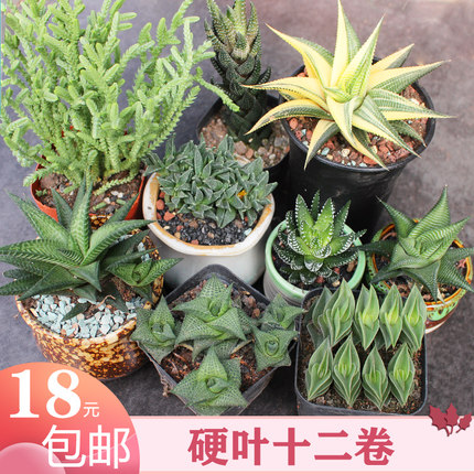 硬叶十二卷 冷门多肉植物组合套餐 绿植好养小盆栽鹰爪稀缺琉璃殿
