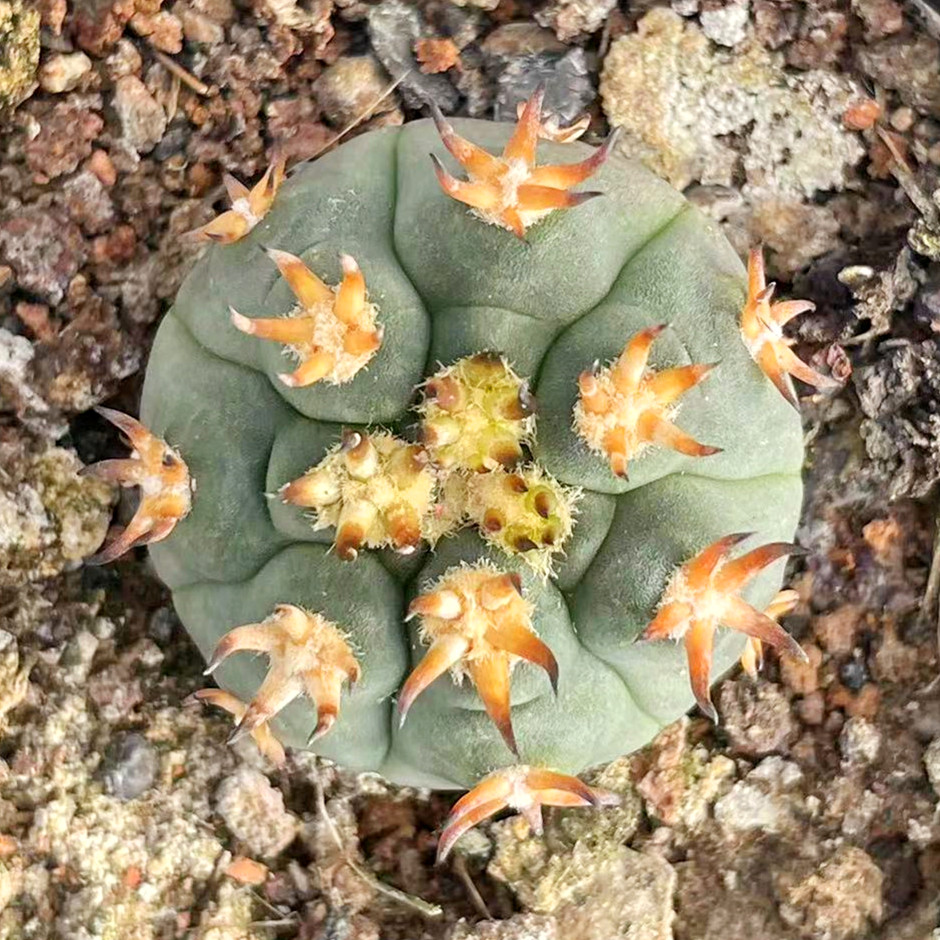 实生猫爪天平仙人球 裸萼球属可爱萝卜根植物小盆栽 控养一物一拍