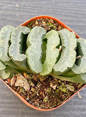 正版STV玉扇 Haworthia truncata十二卷属多肉植物 奈良大型玉扇