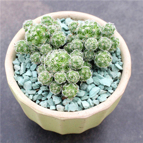 白鸟仙人球开花群生银手指造景