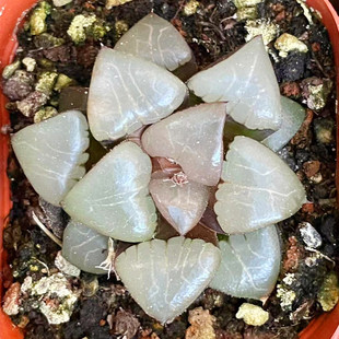 雅典娜克里克特寿 百合科十二卷属电路板桌面植物盆栽 阳台小多肉