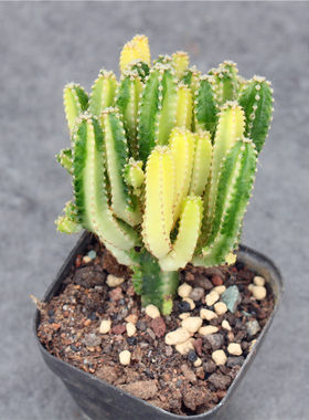 万重山锦仙人球群生植物小盆栽