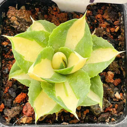 雷神黄中斑龙舌兰 自然黄锦创意王妃多肉小植物 园艺精品一物一拍