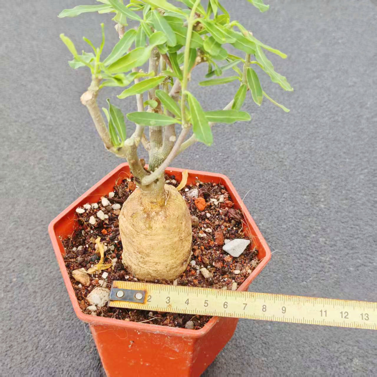 实生火星人块根植物块根盆景